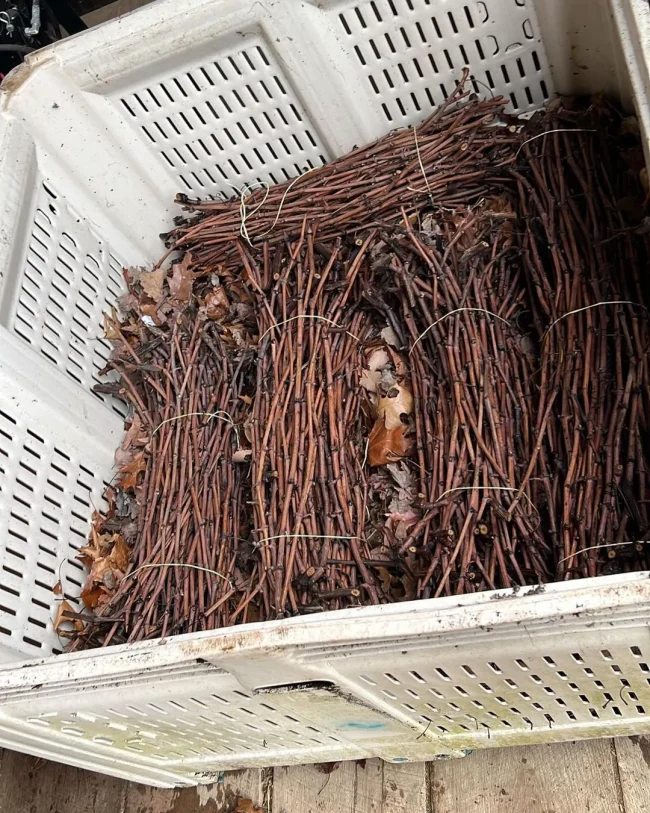 Laurel Grove Wine Farm practices regenerative farming