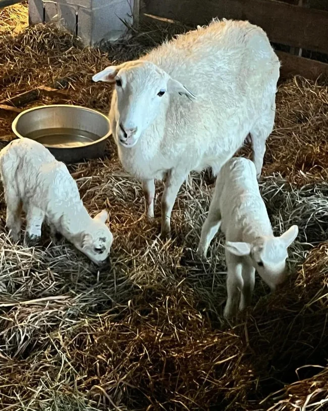 Mama and baby sheep